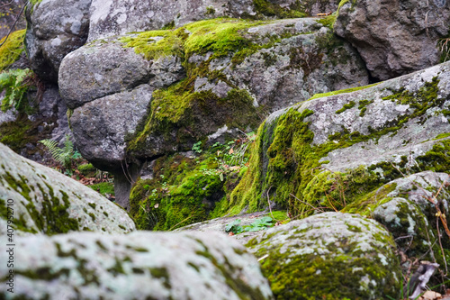 A large stone overgrown with moss lies among the trees. Stone and moss texture