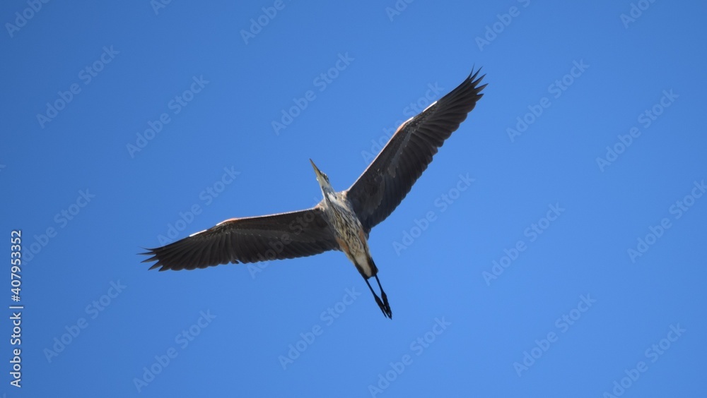 Great Blue Heron in flight.