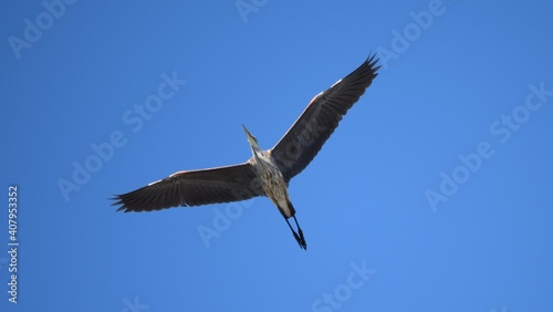 Great Blue Heron in flight. © Cory