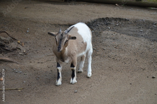 Small goat in Frankfurt Pettingzoo, Germany photo