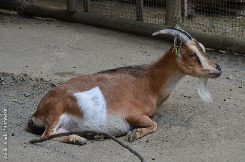 Small goat in Frankfurt Pettingzoo, Germany photo