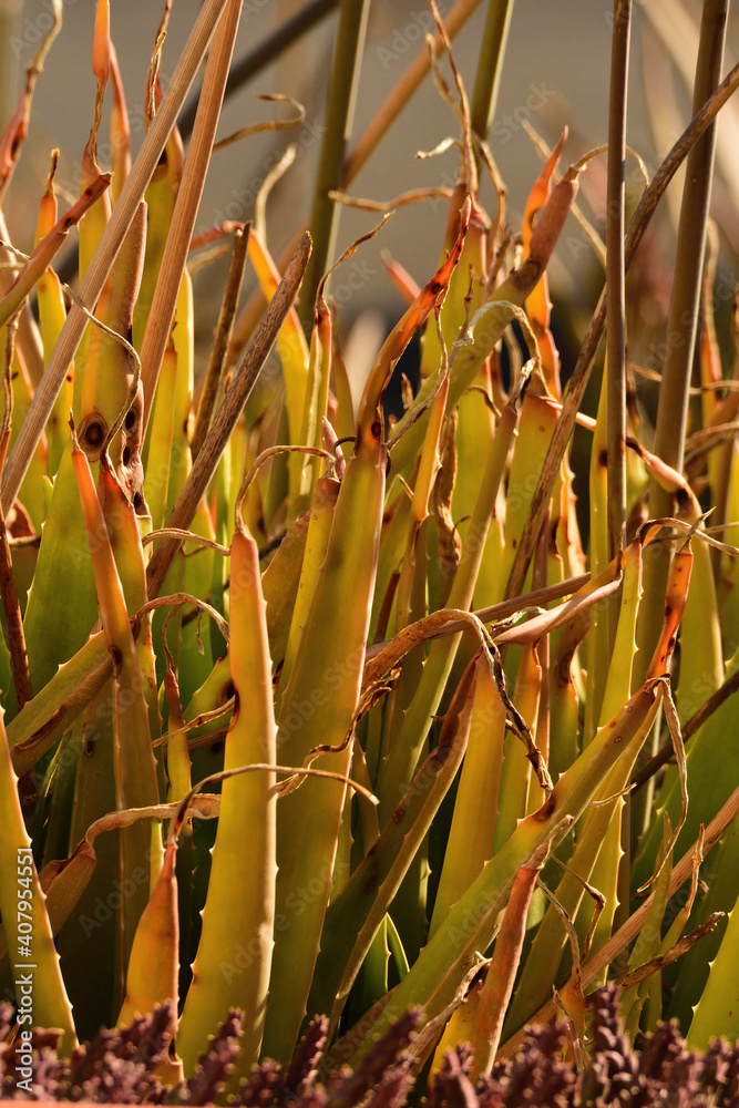 Obraz premium aloe forest