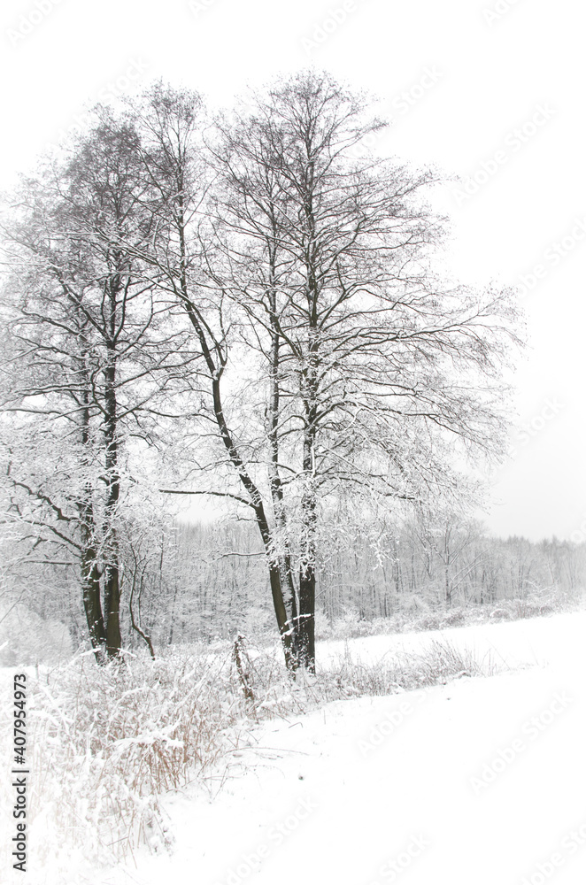 Snowy trees. Winter scenery. Snowy trees. Winter scenery.