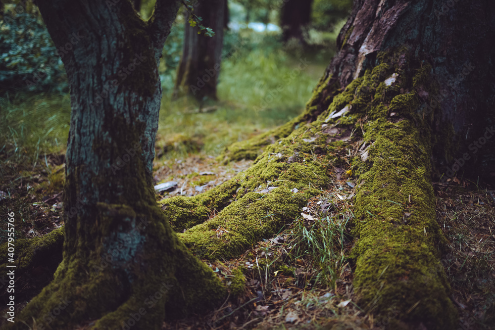 Moss covered tree roots in forest