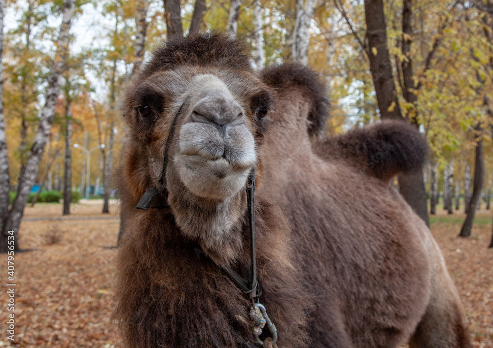 Camel close-up.