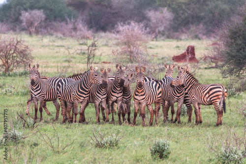 zebra group in bushy landscape playing and looking