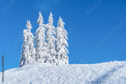 group of spruce trees covered in snow on a snowy mountain ridge on a clear cold, sunny day in winter with blue skies. Christmas trees in their natural habitat. 