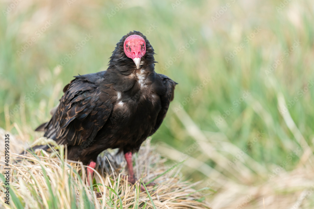 the Turkey Vulture (Cathartes aura falklandicus) the Turkey Vulture (Cathartes aura falklandicus)