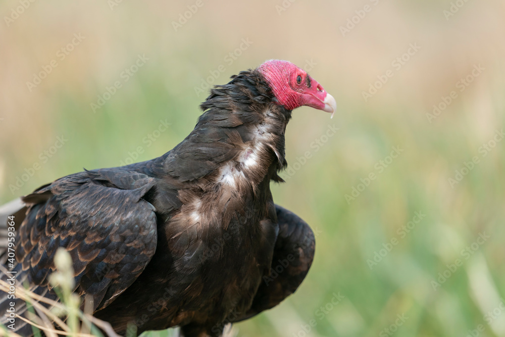 the Turkey Vulture (Cathartes aura falklandicus) the Turkey Vulture (Cathartes aura falklandicus)
