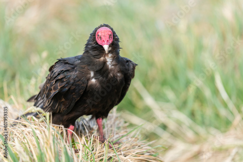the Turkey Vulture (Cathartes aura falklandicus)