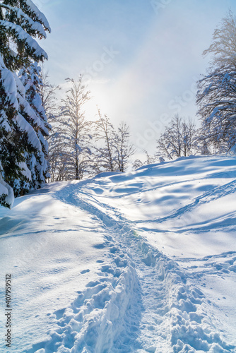 romantic mountain hiking trail through spruce trees covered in fresh snow in the Alps on a clear cold, sunny day in winter with blue skies. Hiking through the alpine woods in high snow 