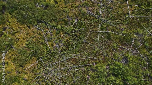 View from the height of the burned forest . View from the height of the fallen forest after the fire