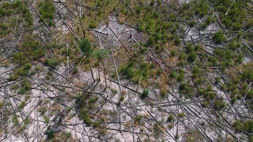 View from the height of the burned forest . View from the height of the fallen forest after the fire