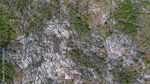 View from the height of the burned forest . View from the height of the fallen forest after the fire