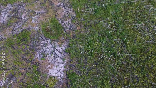 View from the height of the burned forest . View from the height of the fallen forest after the fire