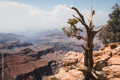 Tree grown on the edge of a cliff on the background of the unqiue landscapes on a sunny day photo