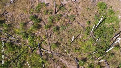 View from the height of the burned forest . View from the height of the fallen forest after the fire