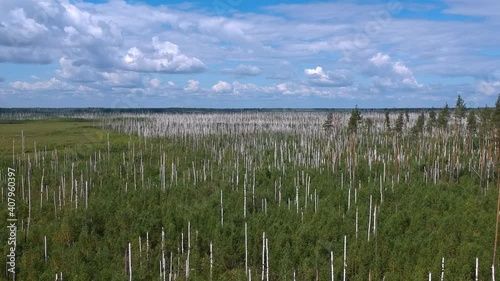 View from the height of the burned forest . View from the height of the fallen forest after the fire