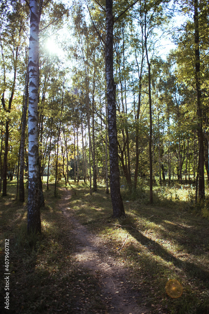 Trees in the autumn forest. Forest landscape. Trees in the autumn forest. Forest landscape.