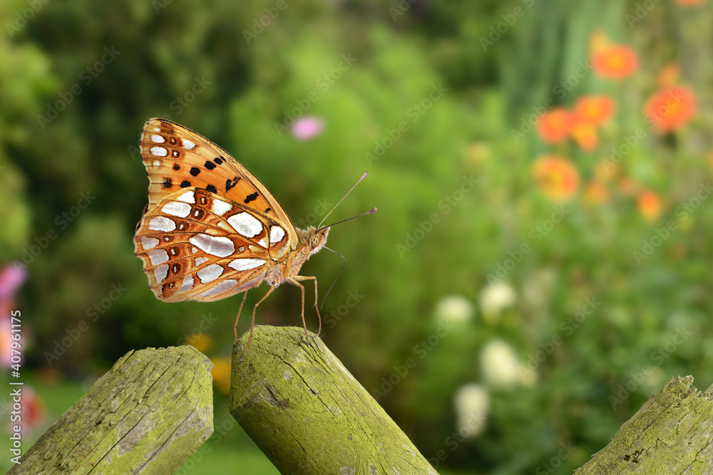 Obraz premium Schmetterling 771