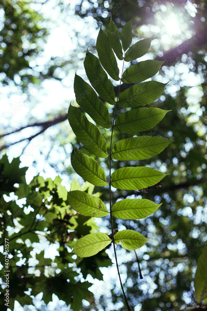 Fototapeta premium Leaves of trees in the forest in sunbeams