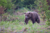 A brown bear( Ursus arctos) in the forest