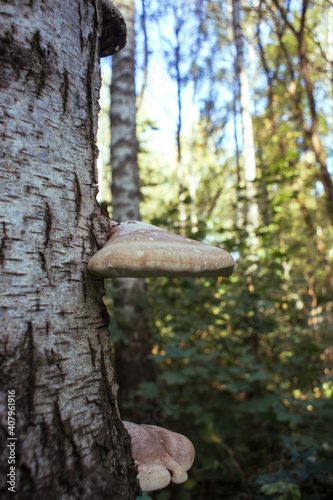 Mushrooms grow on a birch tree in the forest