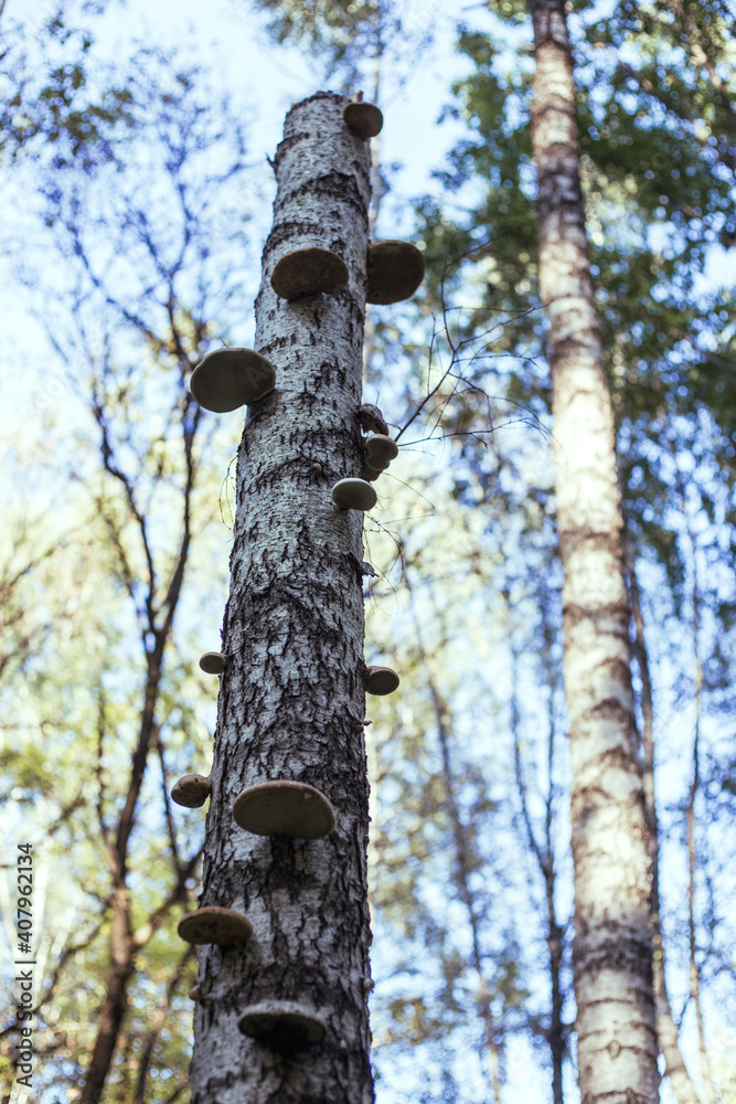 Mushrooms grow on a birch tree in the forest Mushrooms grow on a birch tree in the forest