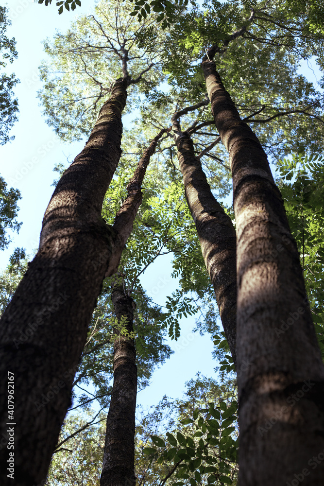 Fototapeta premium Manchurian hazelnut tree leaves. Tree trunk.