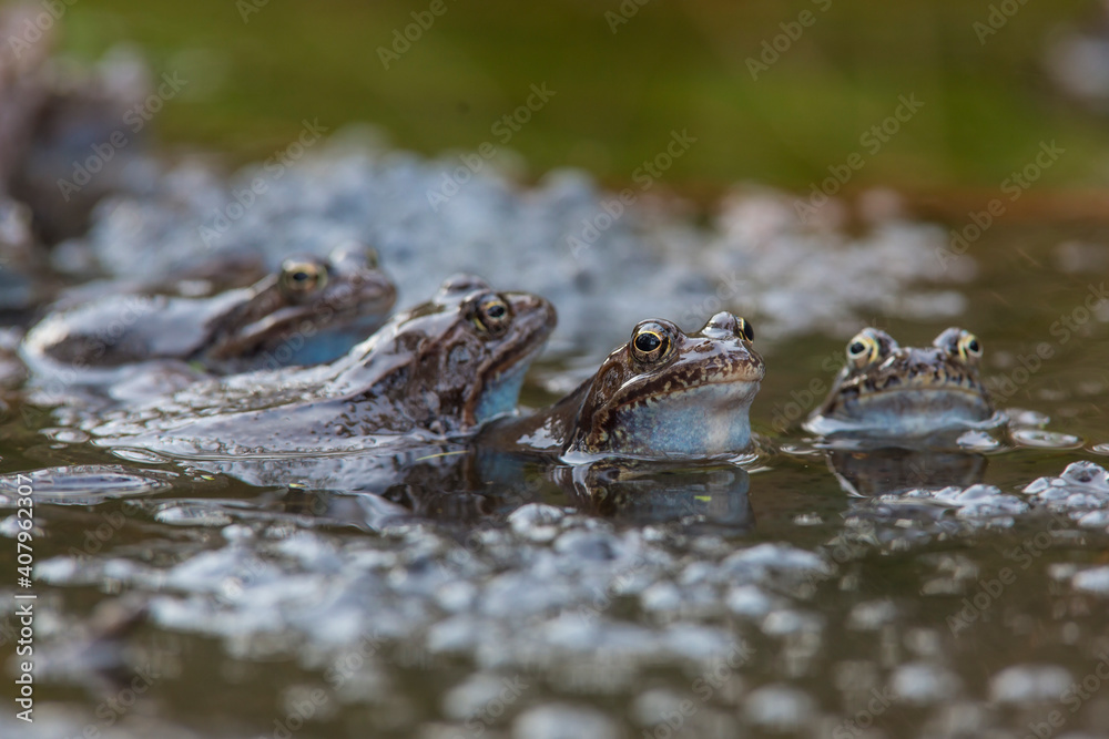 European common brown frog (Rana temporaria) massive mating, reproduction event in a mountain pond. male resting on eggs carpet.