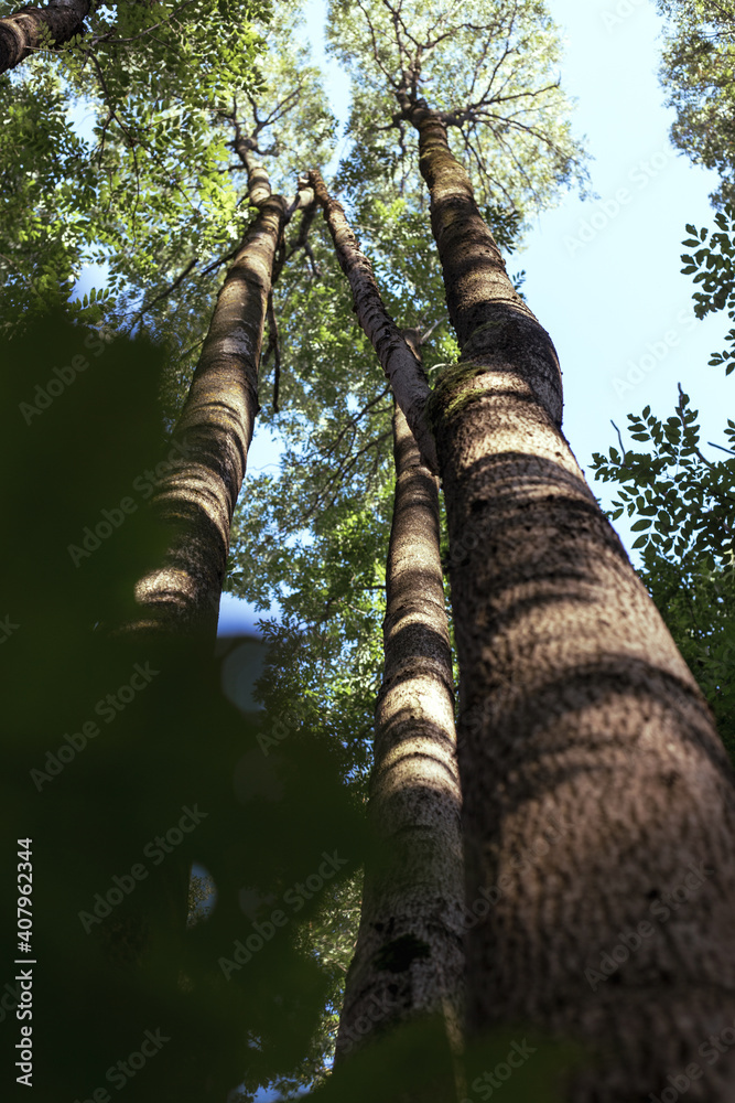 Fototapeta premium Manchurian hazelnut tree leaves. Tree trunk.