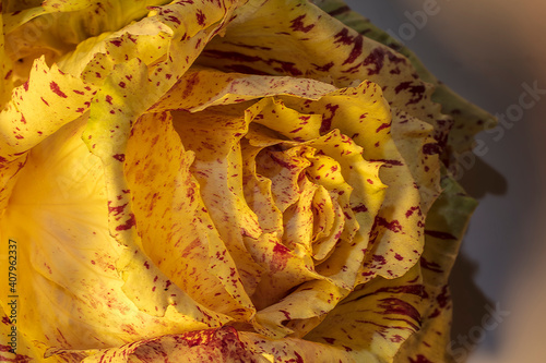 Macro Detail of Yellow Salad Head