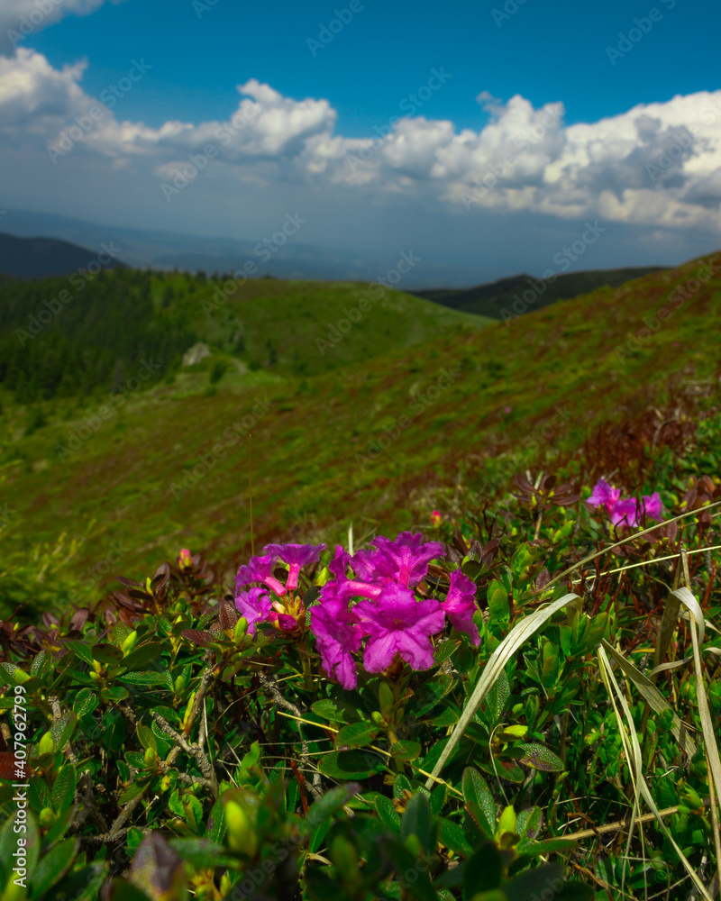 flowers in the mountains