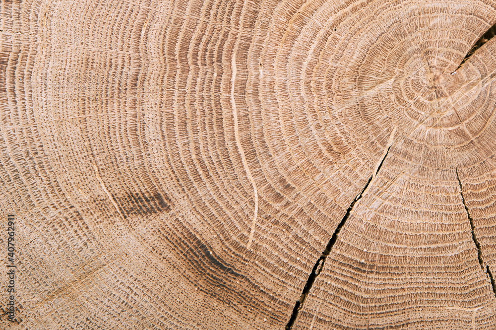 Naklejka premium thick tree cut annual rings