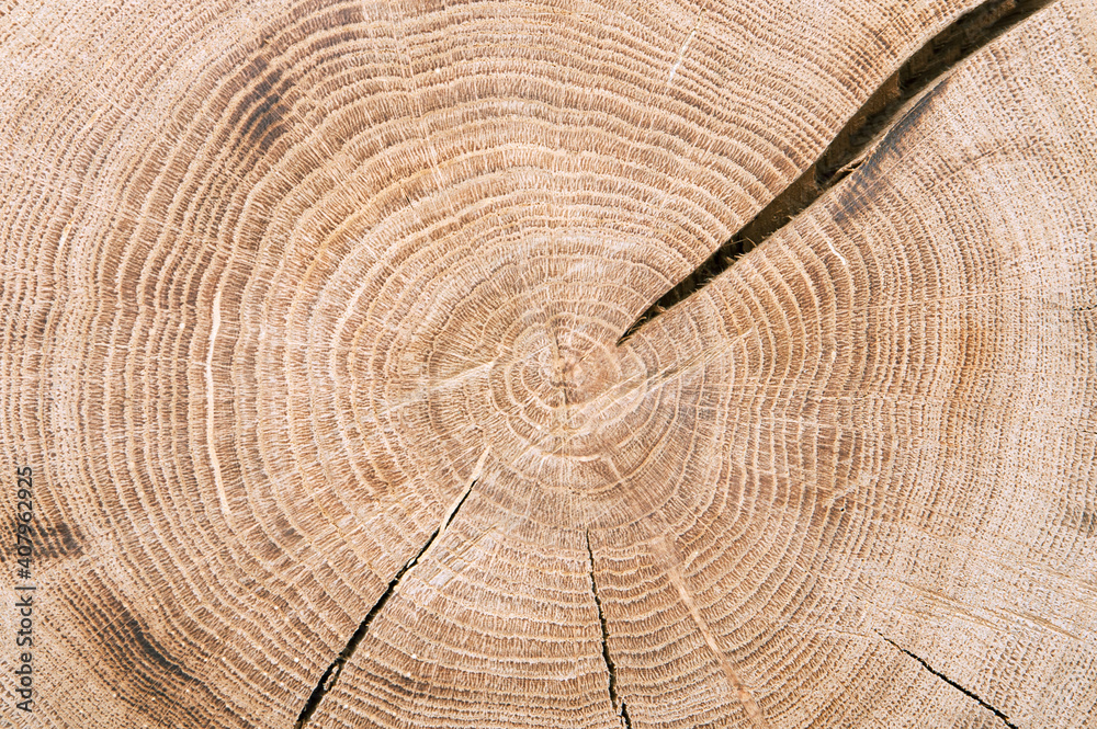 Naklejka premium thick tree cut annual rings 