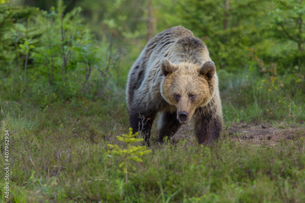 A brown bear in the forest