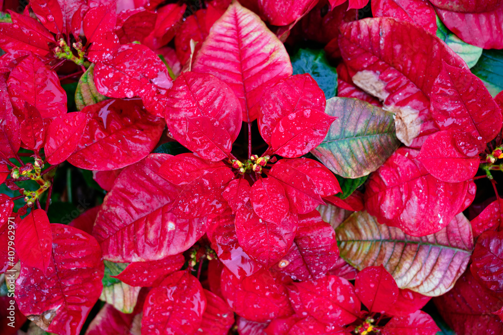 Fototapeta premium Christmas red flower turn red from green in winter