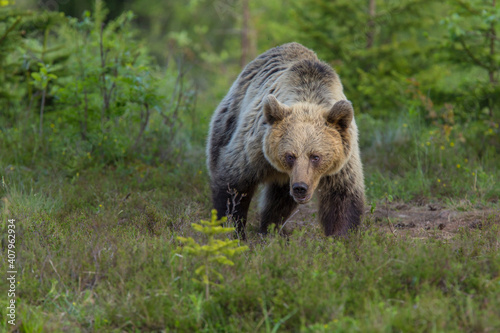 A brown bear in the forest