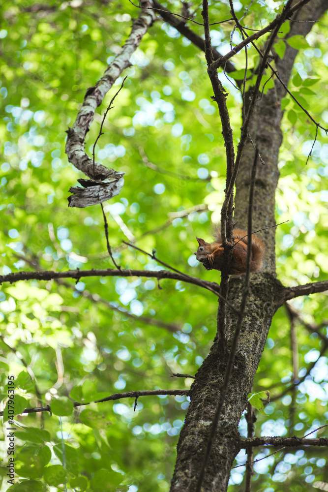 Fototapeta premium Squirrel gnaws a nut while sitting on a tree branch among green leaves