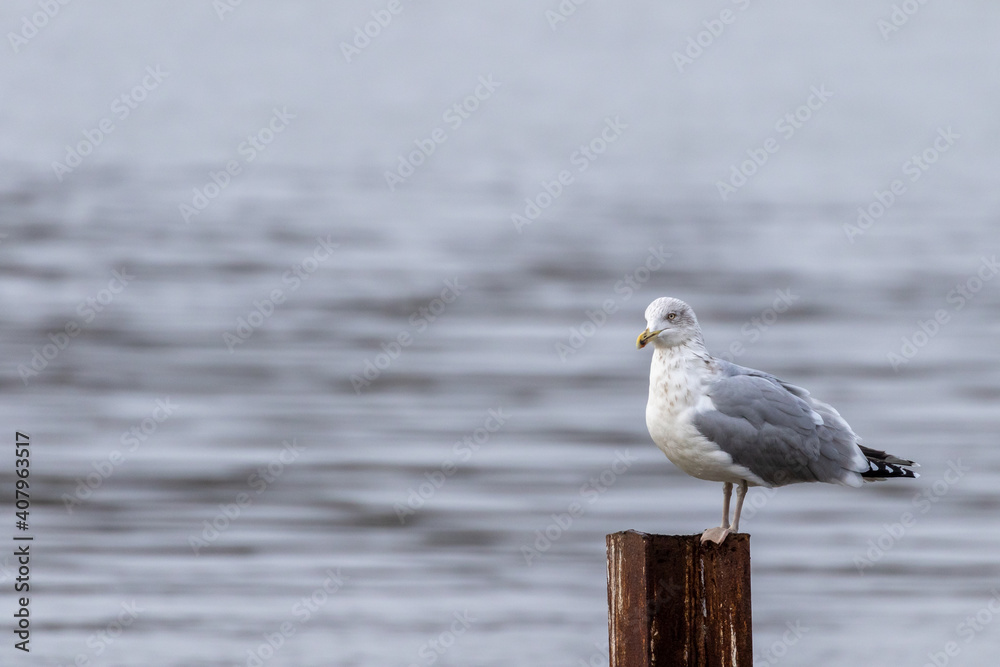 Sea gull standing on rusty beam with a neutral background and negative space for text. Sea gull standing on rusty beam with a neutral background and negative space for text.