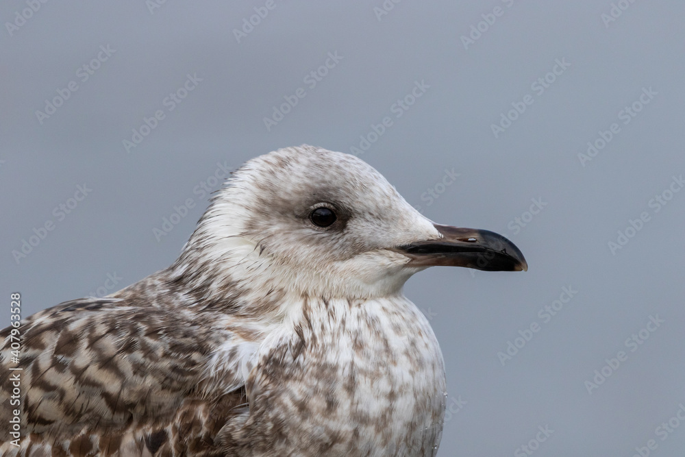 Close up of the head of a sea gull with neutral background Close up of the head of a sea gull with neutral background