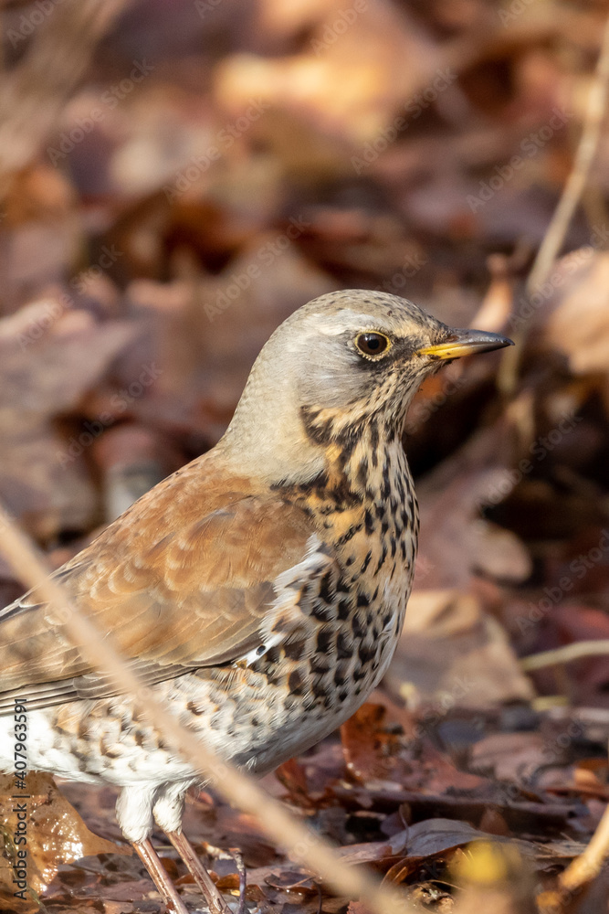 Fieldfare thrush on the ground in sunlight Fieldfare thrush on the ground in sunlight