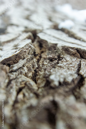 close up of a bark, bark of a tree, hd texture of a bark