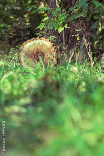 A log lying in the forest on the ground