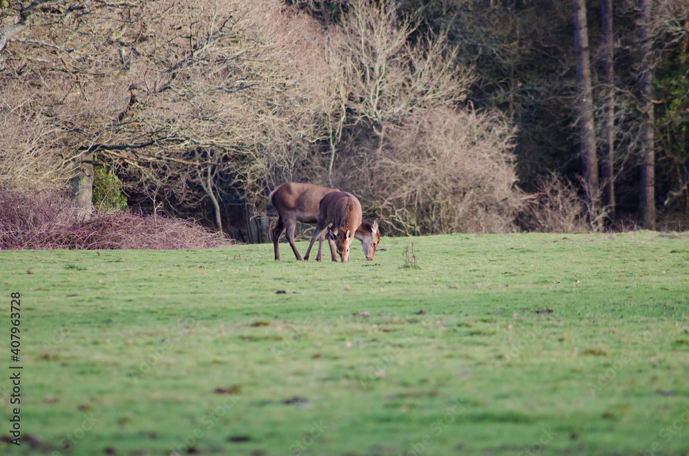Wild deer Wild deer