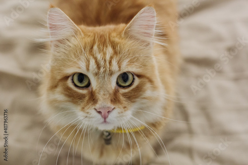 Ginger cat is sitting on the bed on a beige blanket