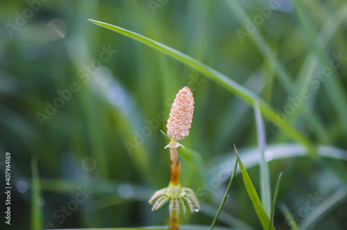 Horsetail plant or Equisetum herb growing in forest photo