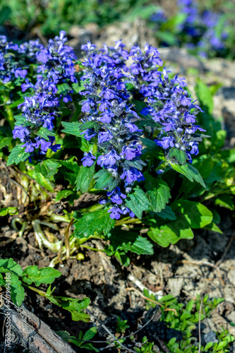 Ajuga genevensis stem with blue flowers. Herbaceous flowering plant native to Europe. photo