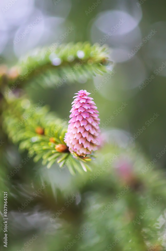 Fir tree branches with a young soft cones in April. Seasonal nature details. Fir tree branches with a young soft cones in April. Seasonal nature details.