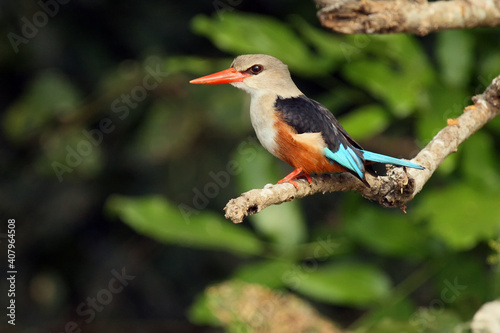 The grey-headed kingfisher (Halcyon leucocephala) sitting on the branch with green background